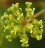 Smilax maximowiczii