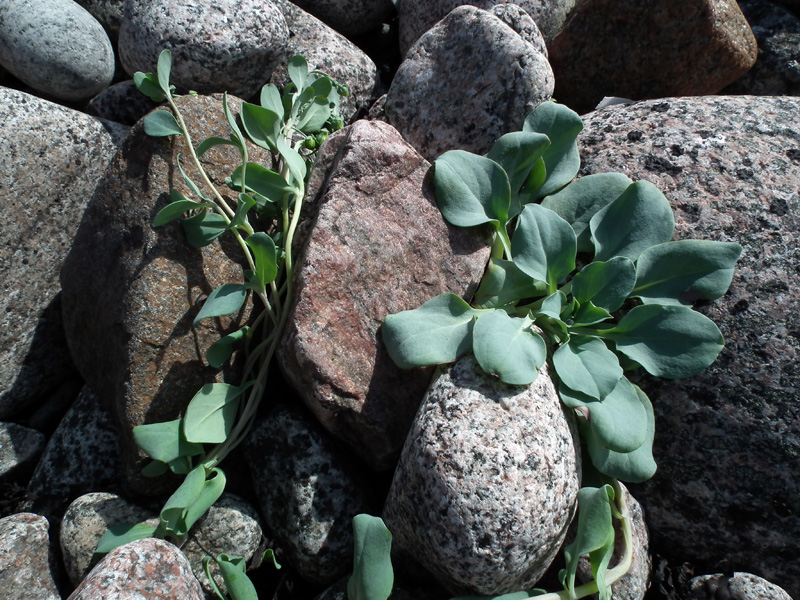 Изображение особи Mertensia maritima.