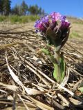 Pulmonaria mollis. Цветущее растение на лесном лугу. Томск, дол. р. Мал. Киргизка. 12.04.2020.