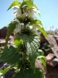 Lamium album