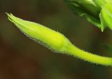 Oenothera villosa