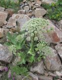 Heracleum leskovii. Цветущее растение. Кабардино-Балкария, Эльбрусский р-н, долина р. Ирик, ок. 2200 м н.у.м., каменистая осыпь. 07.07.2020.