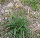 род Plantago