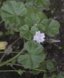 Malva neglecta