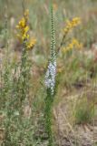 Veronica pinnata