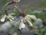 Silene saxatilis