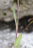 Campanula collina