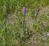 Dactylorhiza baltica