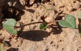 Malva parviflora