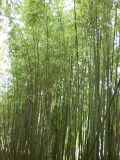 Phyllostachys viridi-glaucescens