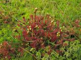 Drosera intermedia. Растения с распускающимися цветками среди сфагнума. Нидерланды, провинция Drenthe, Brunsting, заказник Brunstinger plassen. 25 июля 2008 г.