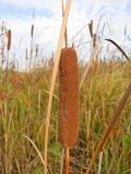 Typha &times; smirnovii