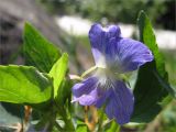 Viola canina. Цветок и листья. Карелия, берег оз. Сегозеро. 13.06.2009.