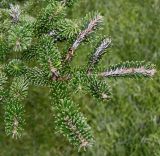 Abies koreana. Верхушка ветки. Нидерланды, г. Venlo, \"Floriada 2012\". 11.09.2012.