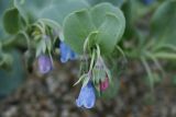 Mertensia maritima