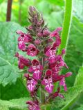 Stachys sylvatica. Соцветие. Украина, Тернопольская обл., Кременецкий р-н, г. Почаев. 02.06.2012.