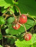 Fragaria campestris