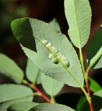 Salix arbuscula. Лист с поражением. Архангельская обл., Пинежский р-н, окр. Пинежского заповедника, на обнажении горной породы в карстовом логу. 21.06.2013.