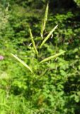 Brachypodium pinnatum