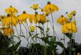 Rudbeckia maxima. Верхушки побегов с соцветиями. Германия, г. Дюссельдорф, Ботанический сад университета. 14.08.2013.