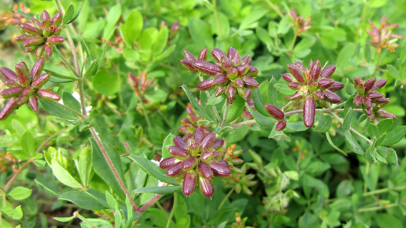 Изображение особи Dorycnium graecum.