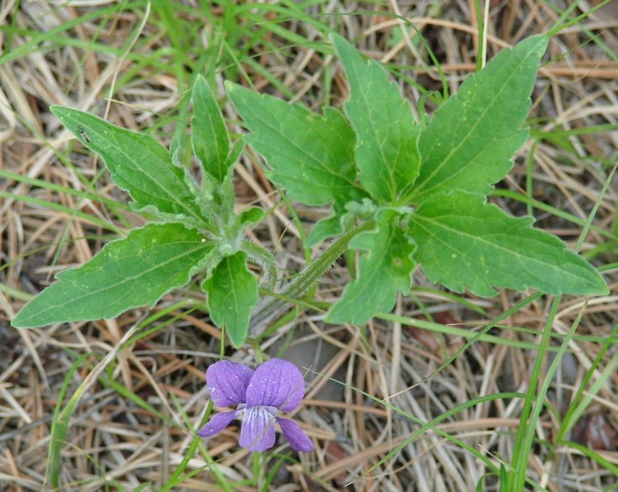 Изображение особи Viola dactyloides.