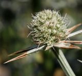 Eryngium variifolium