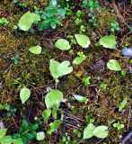 Maianthemum bifolium