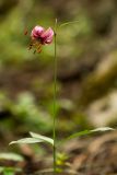 Lilium martagon