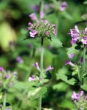 Clinopodium vulgare