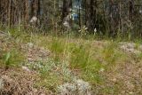 Antennaria dioica