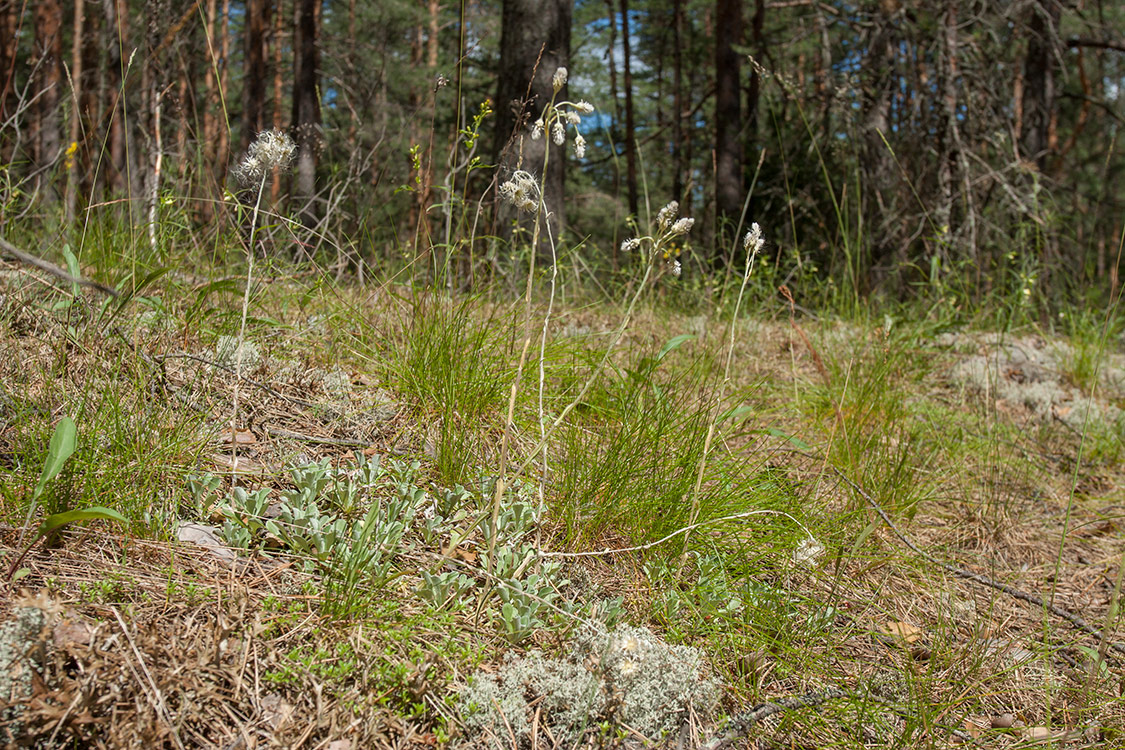 Изображение особи Antennaria dioica.