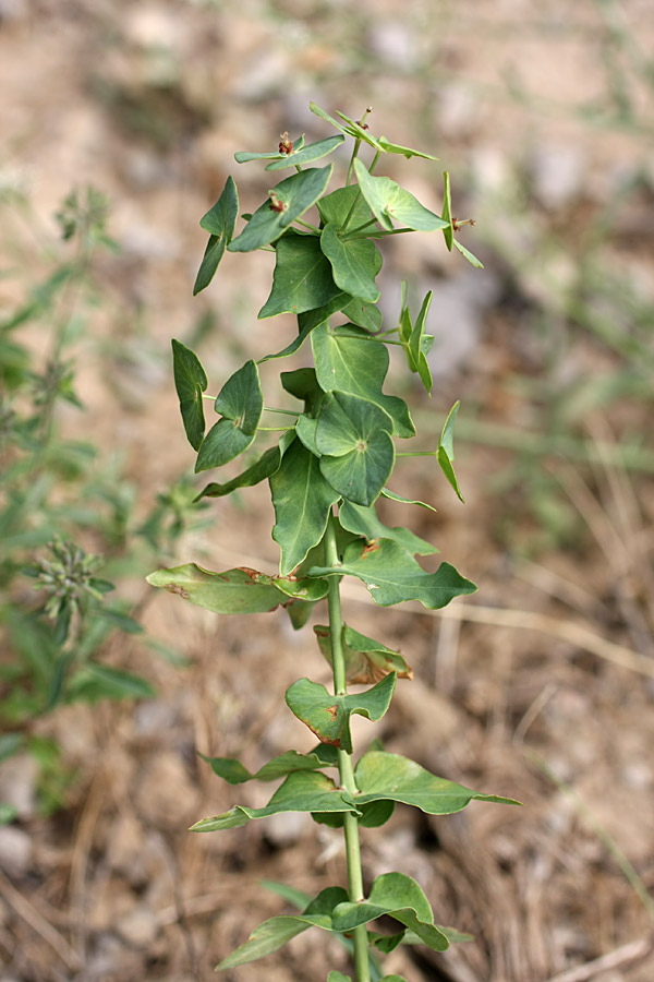 Изображение особи Euphorbia sewerzowii.