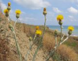 Centaurea solstitialis. Верхушка цветущего растения. Краснодарский край, Темрюкский р-н, мыс Железный Рог, приморский обрывистый глинистый склон. 20.06.2015.