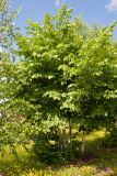 Ulmus glabra