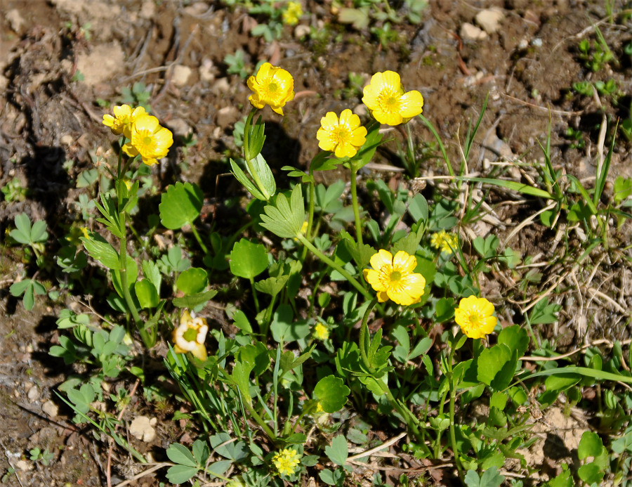 Изображение особи Ranunculus altaicus.