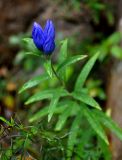 Gentiana triflora. Верхушка расцветающего растения. Приморье, Ольгинский р-н, долина р. Милоградовка, смешанный лес. 21.08.2015.