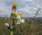 Crepis pannonica. Общее соцветие со вскрытым отцветшим соцветием с незрелыми семянками. Краснодарский край, м/о г. Геленджик, хр. Маркотх, гора Иорданова, выс. ≈ 650 м н.у.м., горный луг. 23.07.2016.