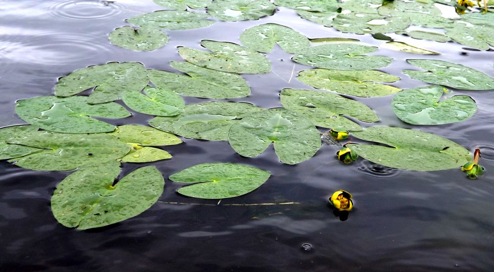 Изображение особи Nuphar pumila.