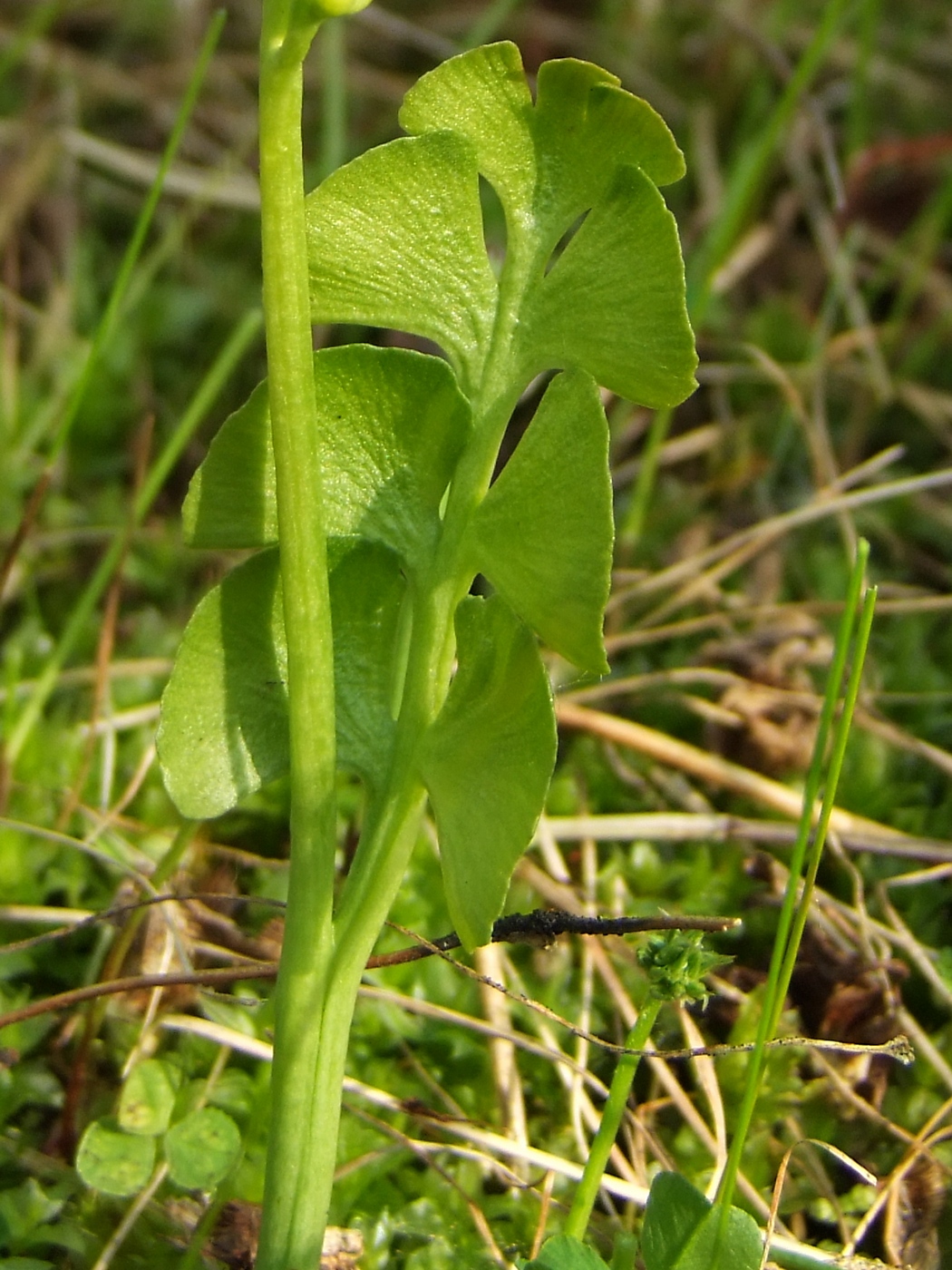 Изображение особи Botrychium lunaria.