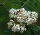 Sorbus aucuparia