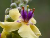 Verbascum nigrum