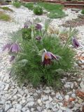 genus Pulsatilla