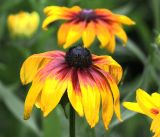 Rudbeckia bicolor