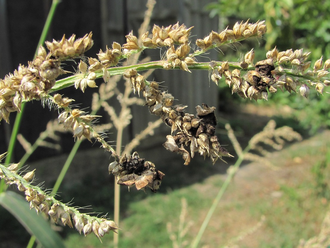 Изображение особи Echinochloa crus-galli.