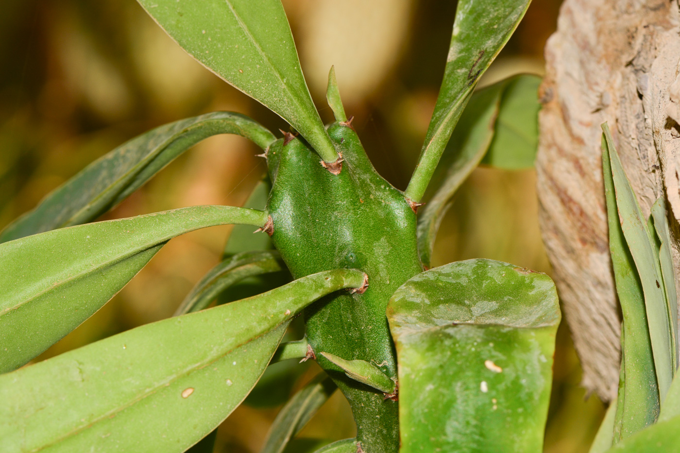 Изображение особи Euphorbia neriifolia.