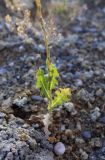 Lactuca serriola