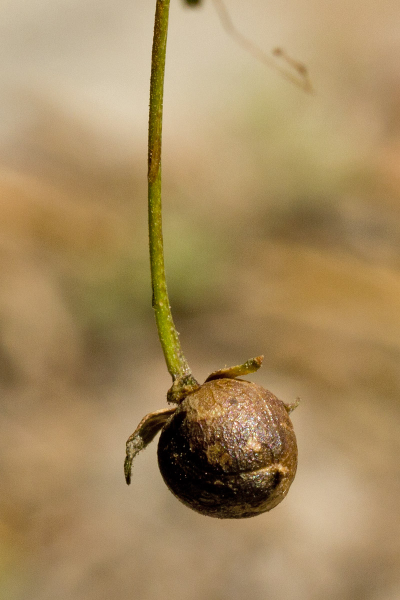 Изображение особи Verbascum arcturus.