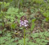 Orchis purpurea