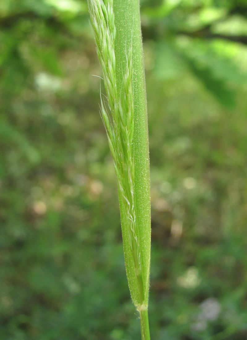 Изображение особи семейство Poaceae.